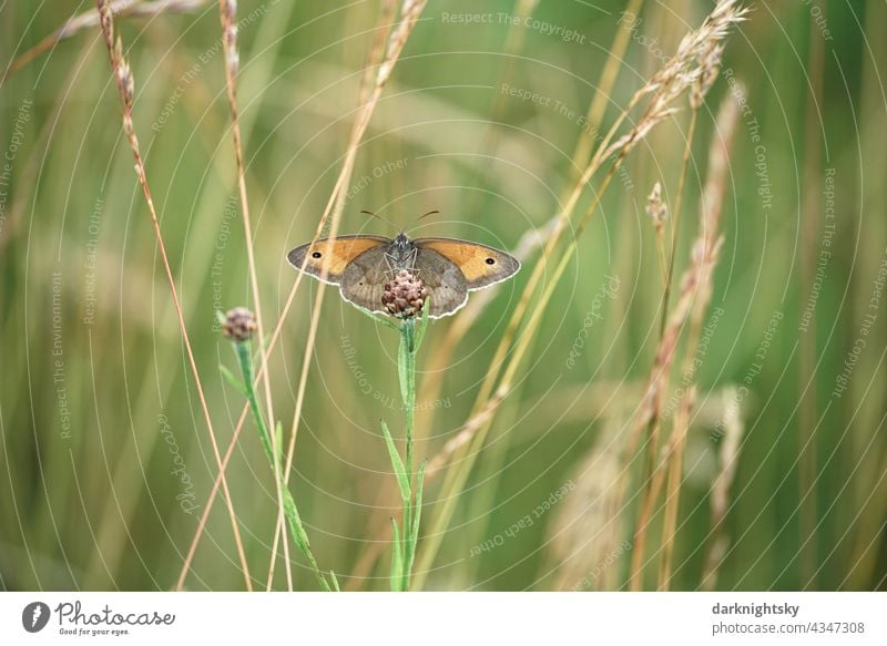 Schmetterling, Großes Wiesenvögelchen Coenonympha tullia auf einer Skabiosen Glockenblume sitzend C. tullia großes Wiesenvögelchen FLockenblume Knospe Natur