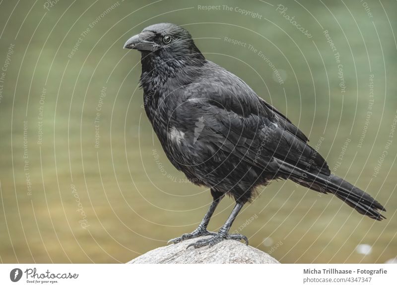 Krähe am Seeufer Rabenkrähe Corvus corone Aaskrähe Kopf Schnabel Auge Gefieder Federn Flügel Beine Krallen Stein Wasser Blick Blickkontakt anschauen beobachten