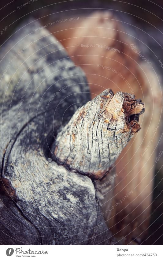 Holz Natur Baum alt braun grau gesplittert verwittert Strukturen & Formen Baumrinde Ast Tod Gedeckte Farben Außenaufnahme Nahaufnahme Menschenleer