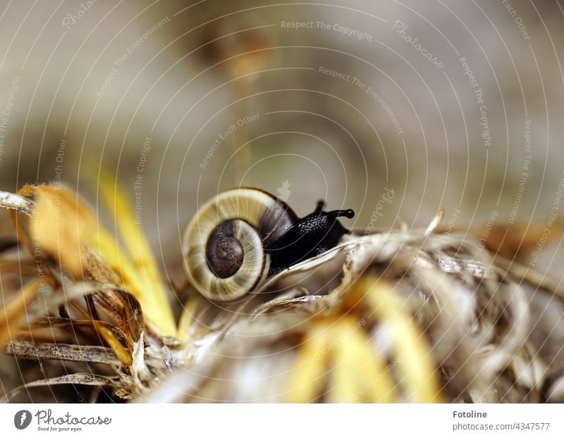 Eine Nordtiroler Felsenschnecke präsentiert stolz ihr wunderschönes Schneckenhaus Tier Natur Nahaufnahme Außenaufnahme Farbfoto Fühler langsam schleimig klein