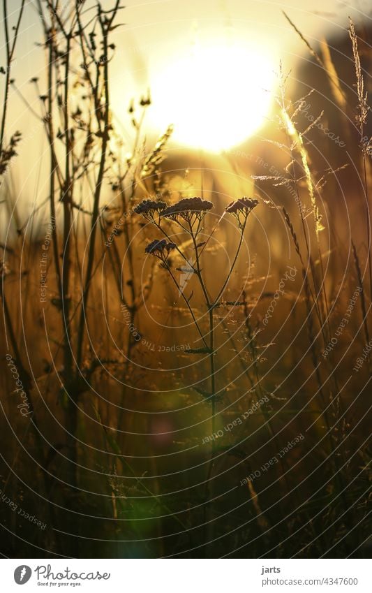 Sommerabend in einer Wiese mit Gras und Blumen Sonnenuntergang Licht Schatten Natur Außenaufnahme Farbfoto Pflanze Menschenleer Abend Sonnenlicht Schönes Wetter