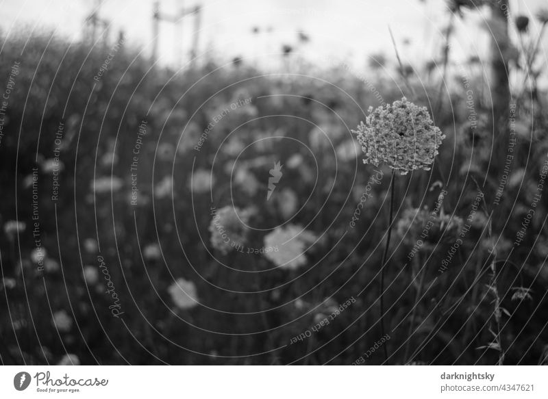 Blütenmeer, Wilde Möhre, Daucus carota subsp. carota am späten Abend bei wenig Licht in einem Blumenbeet Baucus carota Karotte BLumen blühende schwarzweiß