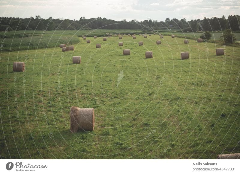 Leuchtend gelbe und goldene Heuhaufen auf landwirtschaftlichem Feld Stroh Heugarben Ernten rollen Ackerbau Natur Himmel im Freien Bauernhof Weizen Ballen blau