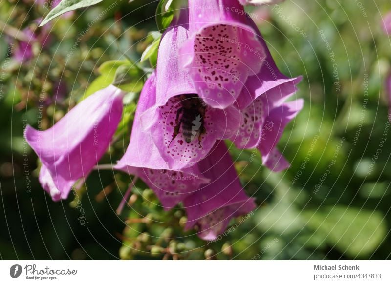 Glockenblume in voller Pracht und Farbe mit Biene in der Blüte Blumen,pflanzen, glockenblume, farben, Garten Natur Farbfoto Blühend Nahaufnahme Sommer Frühling