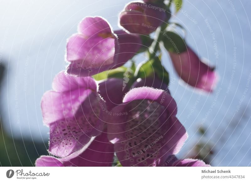 Glockenblume in voller Blüte Blume, Glockenblume, Blüte, Natur Pflanzen, natürlich aufblühen natürliche Farbe Garten Hintergrund neutral natürliches Licht