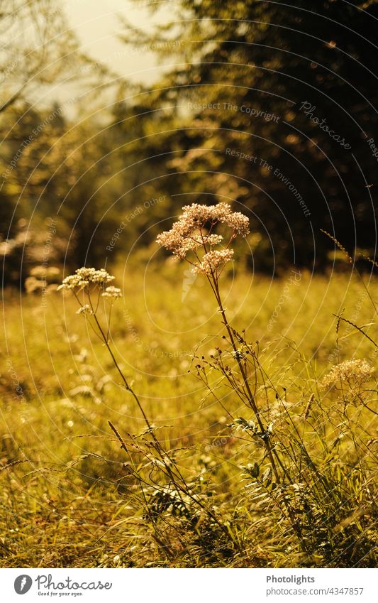 Wiesenblumen im Morgenlicht Blumen Sonnenaufgang Gras Baum Natur Landschaft Sonnenlicht Außenaufnahme Menschenleer Umwelt Licht Farbfoto Himmel ruhig Feld