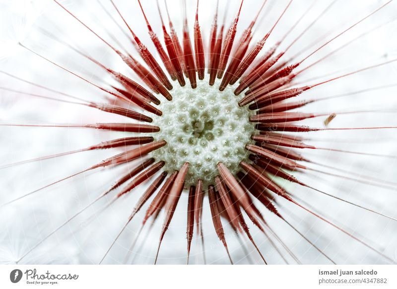 Romantischer Löwenzahnblüten-Samen im Frühling Blume Pflanze weiß geblümt Flora Garten Natur natürlich schön dekorativ Dekoration & Verzierung abstrakt