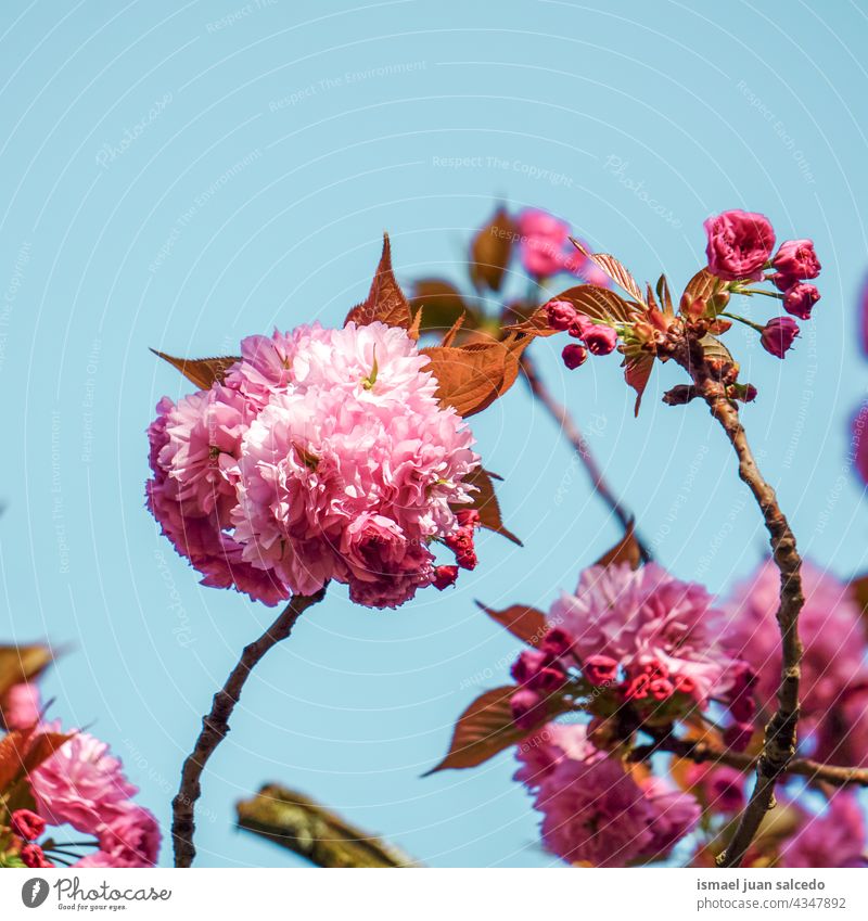 schöne rosa Baumblüten im Frühling Blume Blütenblätter Pflanze Garten geblümt Flora Natur natürlich dekorativ Dekoration & Verzierung romantisch Schönheit