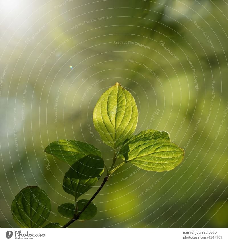 grüne Baumblätter im Frühjahr Niederlassungen Blätter Blatt Natur natürlich Laubwerk texturiert Hintergrund Schönheit Zerbrechlichkeit Frische Frühling Saison