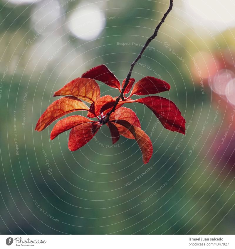 rote Baumblätter im Herbst Saison Niederlassungen Blätter Blatt Natur natürlich Laubwerk texturiert im Freien Hintergrund Schönheit Zerbrechlichkeit Frische