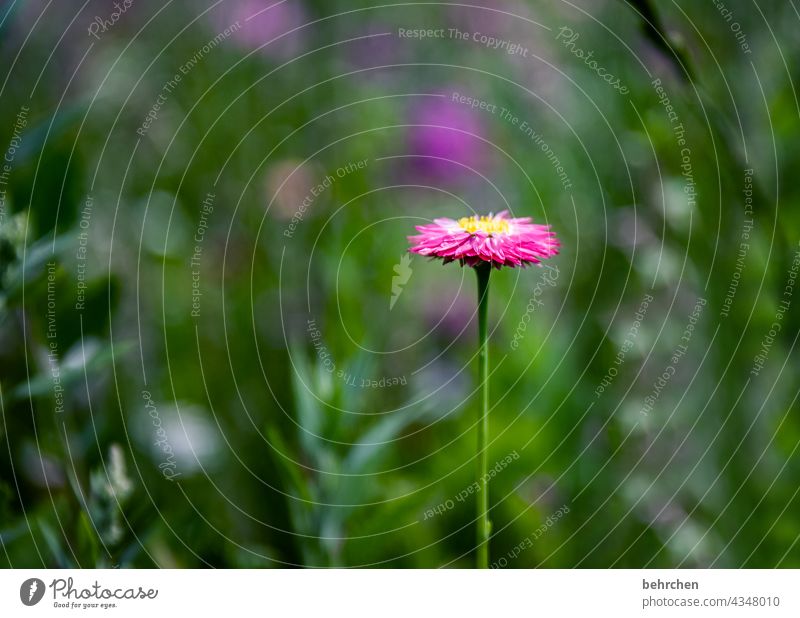 ein DANKESCHÖNblümchen Blumen Blumenwiese Sommer Farbfoto Außenaufnahme grün wunderschön Sonnenlicht Blütenblatt Blatt Unschärfe Wiese Schönes Wetter Blühend