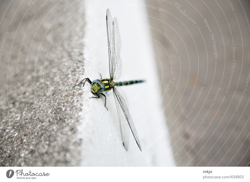 Entschuldigung...? Kennen Sie sich hier aus? Menschenleer Tier Tiergesicht Libelle 1 Stein Beton Blick klein lustig nah Gefühle Neugier Überraschung Sorge