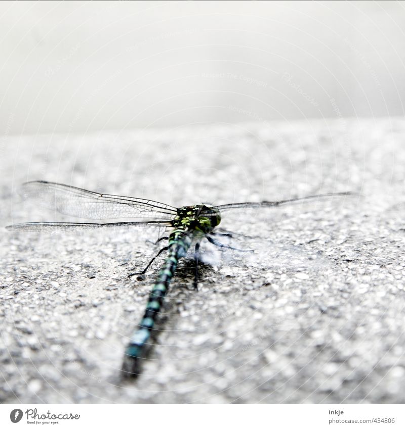 Startposition Menschenleer Tier Wildtier Libelle 1 Stein Beton hocken Blick kalt nah trist Gefühle Beginn Horizont Perspektive startbereit Farbfoto