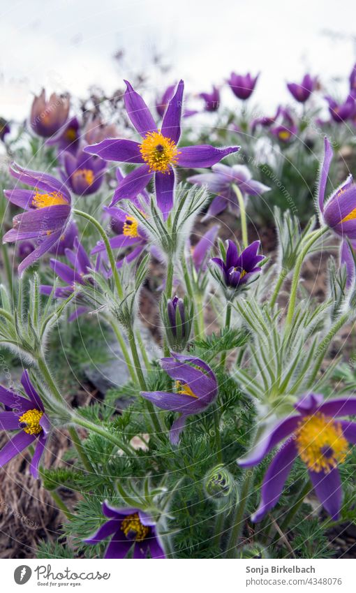 Kuhschellen (Pulsatilla) Küchenschelle Natur Garten Landschaft violett grün gelb hübsch Pflanze Blume Blüte Farbfoto Außenaufnahme Blühend Wachstum natürlich