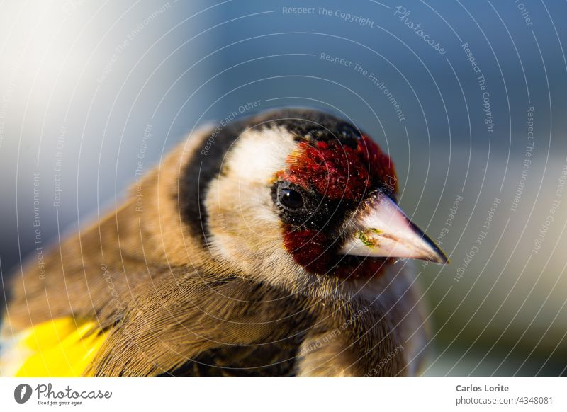 Baby-Vogel mit Lumen in verschiedenen Farben Federn bunte Federn rote Feder gelbe Feder Vogeljunge colorin Spanien Vögel Vögel Spaniens Andalusien