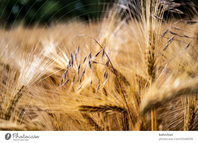 reinheitsgebot | gerste, hopfen, malz…gott erhalts;) zart filigran einzeln Ähre Feld Getreide Sommer Getreidefeld Gerste Roggen Weizen Hafer Landwirtschaft