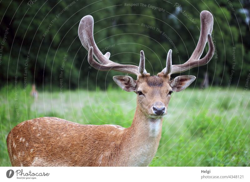 Damhirsch in einem Wildgehege Tier Damwild Tierporträt Geweih Schaufelgeweih Nahaufnahme Kopf Fell Natur Wildtier Außenaufnahme Farbfoto Menschenleer beobachten