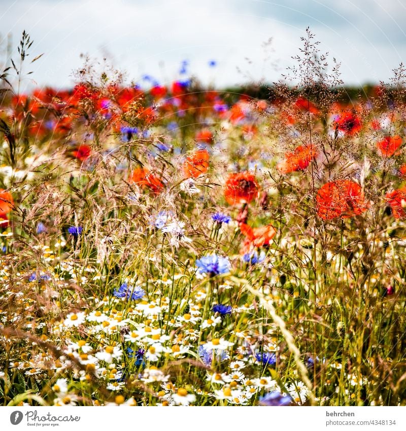 weil montag mo(h)ntag ist! Feld Blüte blühen Duft Natur Frühling Kontrast Wiese Himmel Wolken Garten schön Wärme Blütenblatt Umwelt duftend rot wunderschön