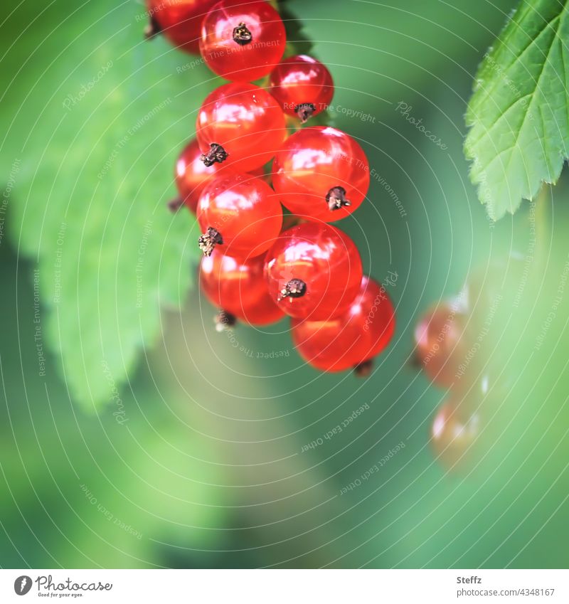 saftige Rote Johannisbeeren Beeren Beerenstrauch Beerenobst Früchte Obst rot Gartenfrüchte Sommerfrüchte Johannisbeerstrauch Ribes Ribiseln süß Rote Ribisel