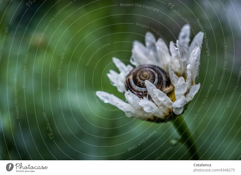 Regennass, Schnierkelschnecke auf einer Margaritenblüte schlechtes Wetter Nass Wassertropfen Garten Natur Flora Fauna Tier Blume Wiese Wiesenblume duften blühen