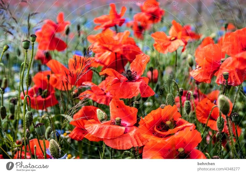 bämm, aufwachen, es ist mo(h)ntag, zack zack! Menschenleer Mohn Blume Pflanze grün Kontrast Natur wunderschön Wildpflanze Wiese Mohnblume Mohnfeld blühen Duft