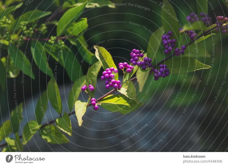 Detaio der lila Schönheit Beeren in einem japanischen Zen-Garten in Kyoto, Japan Schönheitsbeere purpur Murasaki Shikibu Strauch Callicarpa Lamiaceae