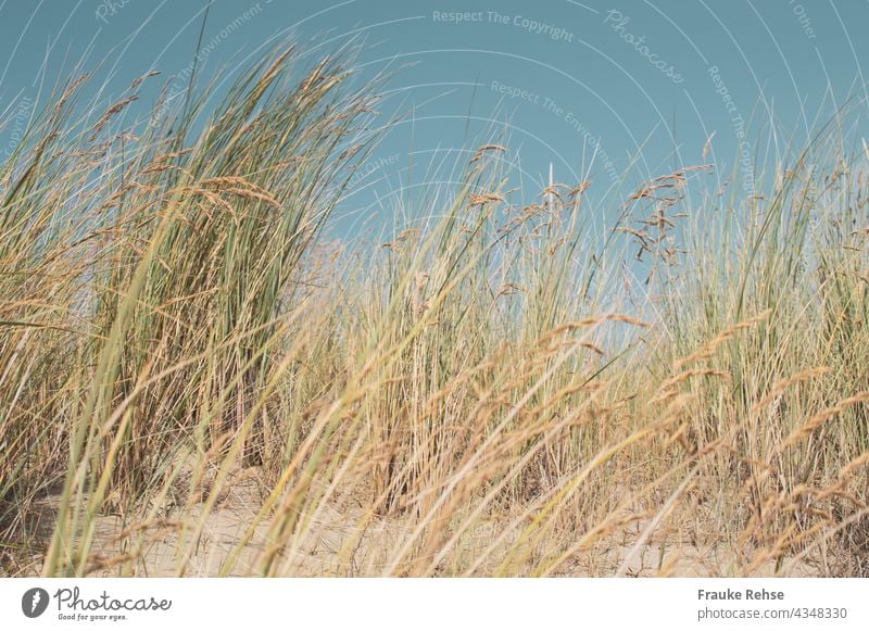 Dünengräser vor blauem Himmel Dünengras Nordsee Strand blauer Himmel Sand Wind Urlaub Urlaubsgefühl Küste Ferien & Urlaub & Reisen Erholung Nordseeküste Insel