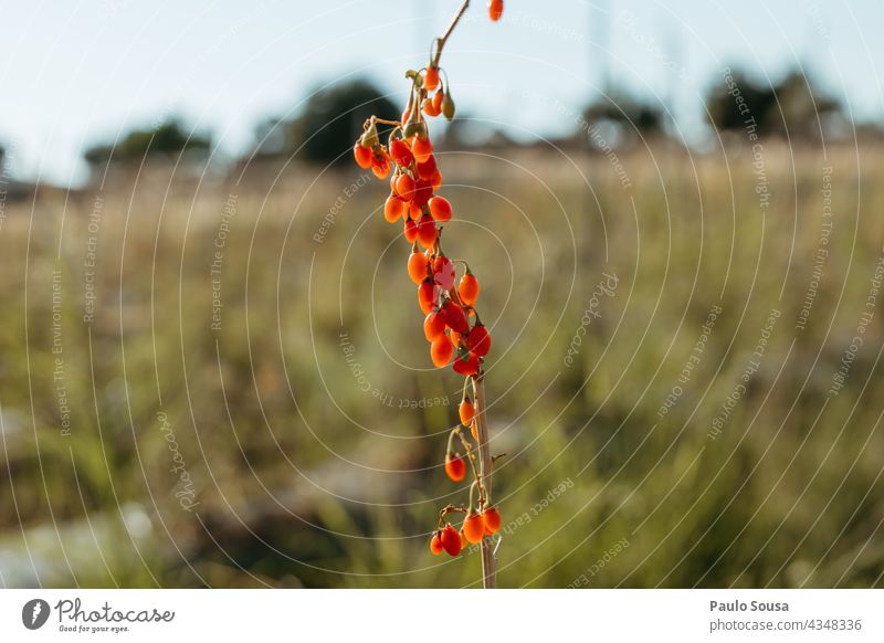 Goji-Beere Frucht Gojibeeren Beeren Superfood Natur Farbfoto Beerensträucher Pflanze Außenaufnahme rot Ernährung Gesundheit Menschenleer Bioprodukte Sträucher