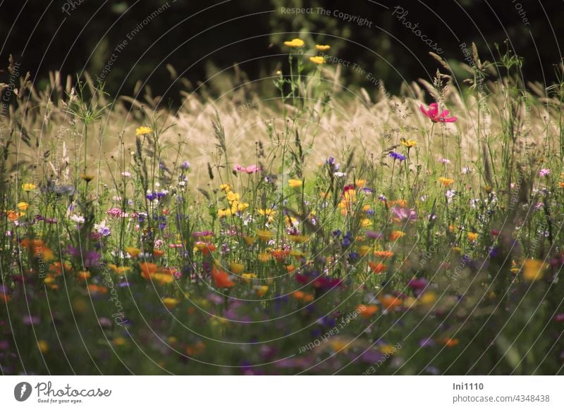 Blick aus dem Schatten in eine bunte Blumenwiese Sommer Bunte Sommerwiese Licht Gräser Blumenmischung Vielfalt farbig dunkler Hintergrund Seele baumeln lassen