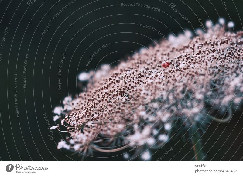 Wilde Möhre mit dem charakteristischen dunkelroten Fleck in der Mitte Möhrenblüte Wilde Möhrenblüte Daucus carota Wildblume Wildpflanze Blütendolde Unkraut