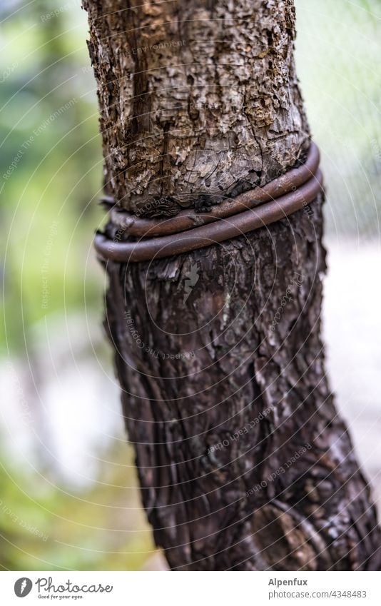 Drum prüfe, wer sich ewig bindet...... Ringe Baum Natur Ehe Beziehung Glück Ehering eingewachsen Nahaufnahme Außenaufnahme Tag Schmuck Farbfoto