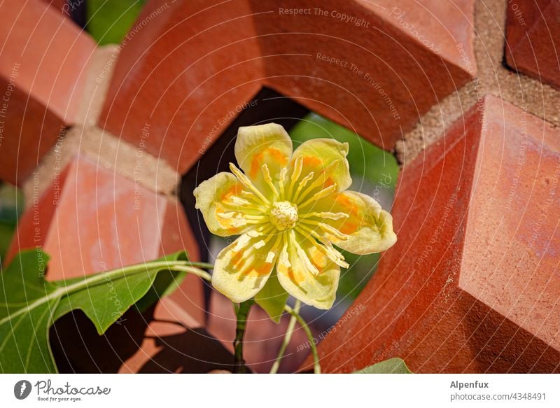 Planten un Blomen II | Parktour HH 21 Blüte Detailaufnahme Pflanze in voller blüte Frühling Pollen Blume Makroaufnahme Nahaufnahme Blühend Garten Wachstum