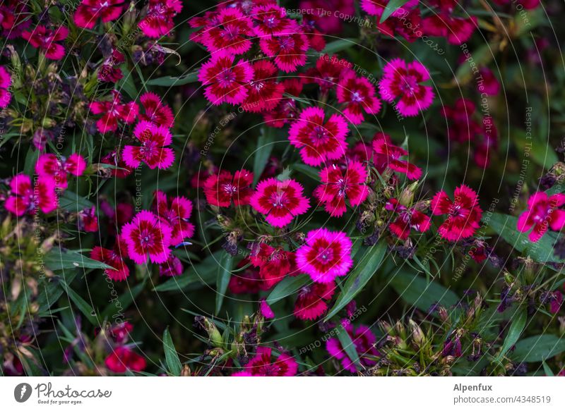 Planten un Blomen III | Parktour HH 21 Blüte Detailaufnahme Pflanze in voller blüte Frühling Pollen Blume Makroaufnahme Nahaufnahme Blühend Garten Wachstum