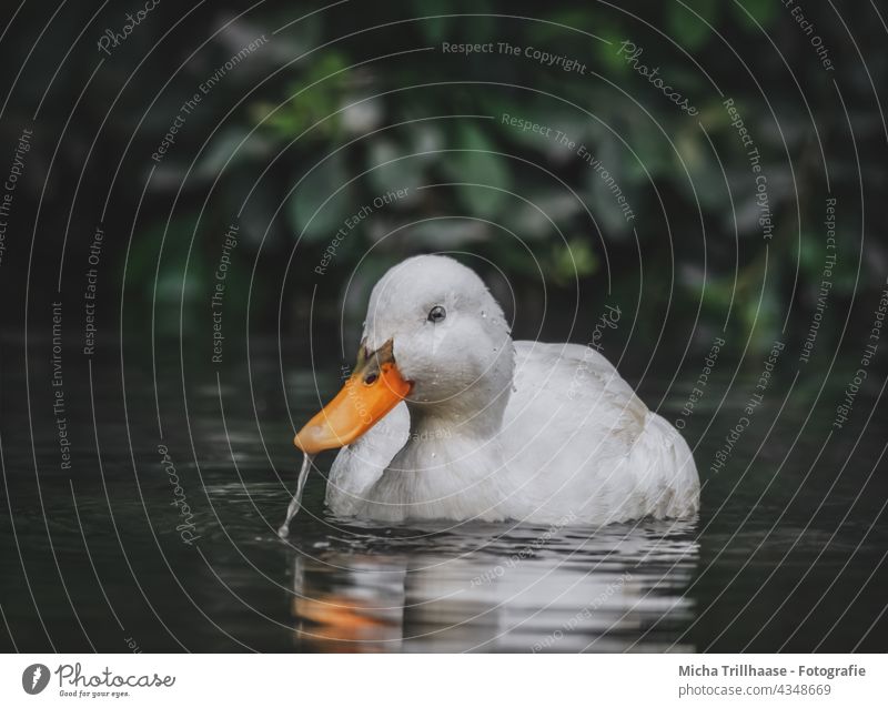 Weiße Ente im See Stockente Anas platyrhynchos Kopf Auge Schnabel Federn Gefieder Wasser Seeufer schwimmen Vogel Wildvogel Tier Wildtier Natur Makroaufnahme