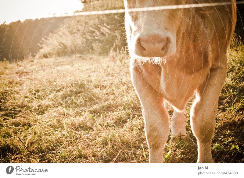 Kuh auf der Weide Umwelt Natur Sommer Schönes Wetter Gras Wiese Tier Nutztier 1 beobachten stehen nah Neugier braun Stimmung Tierliebe friedlich Gelassenheit