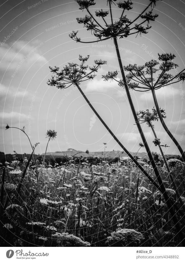 Bärenklau Pflanzen Feld monochrom Akanthus unkultiviert Samen Silhouette Umwelt Ermahnung Allergie Detailaufnahme hell im Freien Riesenbärenklau natürlich Flora