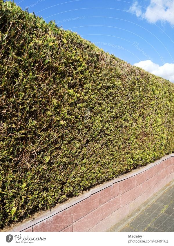 Akkurat geschnittene Hecke mit niedriger Mauer im Sommer bei Sonnenschein in Oerlinghausen bei Bielefeld am Hermannsweg im Teutoburger Wald in Ostwestfalen-Lippe