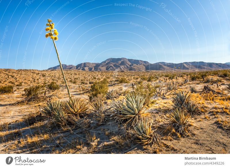 Blühende Wüstenagave im Anza Borrego State Park, Kalifornien anza-borrego wüst Anza-Borrego Desert State Park anza-borrego state park trocknen Wanderweg Agave