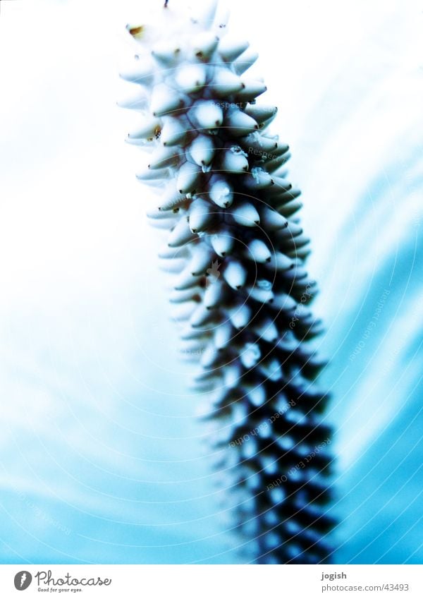 Benoppelt Blume Blüte Blatt Noppe Stempel Pollen blau Brustwarze