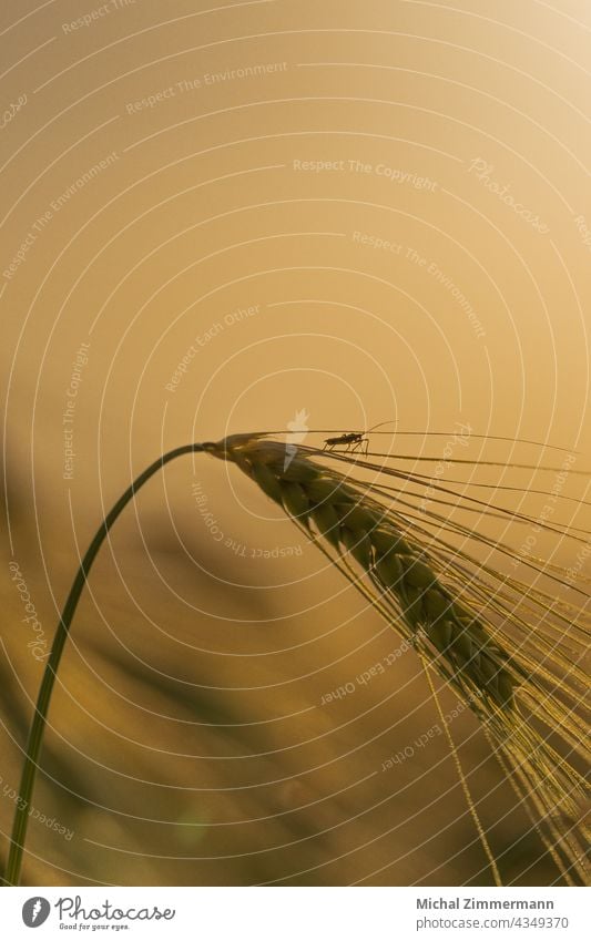 Grashüpfer auf Weizenehre orange Insekt Insektenschutz insektensterben Heuschrecke Tier Makroaufnahme Nahaufnahme Farbfoto Außenaufnahme Detailaufnahme