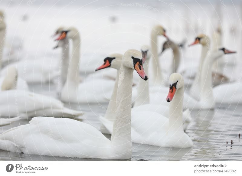 Weißer Schwanenschwarm im Quellwasser. Schwäne im Wasser. Weiße Schwäne. Schöne weiße Schwäne schwimmen auf dem Wasser. Schwäne auf der Suche nach Nahrung. selektiver Fokus