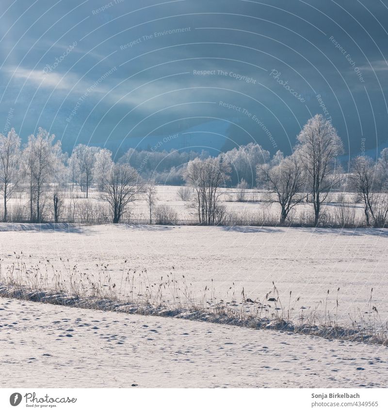 Schneebedeckte Winterlandschaft Landschaft schneebedeckt Bäume menschenleer Natur weiß kalt Schneelandschaft Winterstimmung Wintertag Außenaufnahme Menschenleer