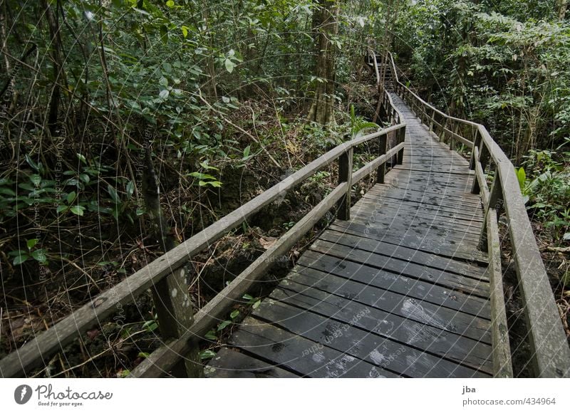 Dschungelpfad harmonisch ruhig Tourismus Abenteuer Freiheit Sommer Sommerurlaub Insel Natur Pflanze Baum Grünpflanze Wildpflanze Urwald Wald Indonesien Steg