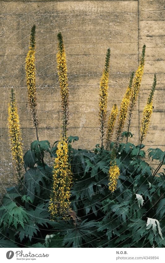 Pflanzen(kerzen) vor einer Wand Kerzen Blüte blüten Blühend Blütenstände Mauer gelb grün Menschenleer Blume Natur Sommer Farbfoto Außenaufnahme