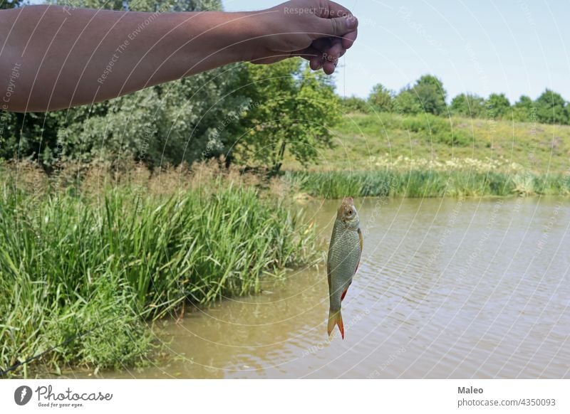 Ein Fischer hält einen gefangenen Fisch an einer Leine See Wasser Fischen Glück Hobby Haken Freizeit Linie Natur Sport Fluss Angeln Sommer Menschen Person