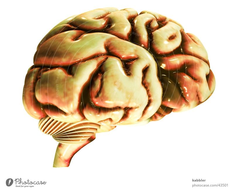 No brain no headache Gehirn u. Nerven Gedanke Fleisch Erinnerung klug Logik Mann Kreis Dachboden Kopf Denken