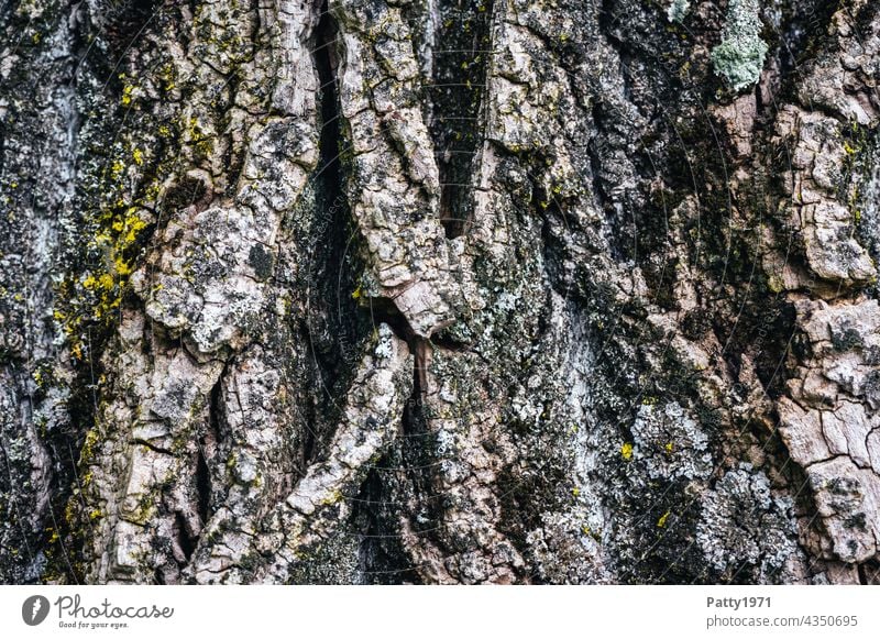 Zerfurchte Baumrinde mit Flechtenbewuchs Rinde Borke Textur Natur Holz natürlich Baumstamm Nahaufnahme Muster Strukturen & Formen