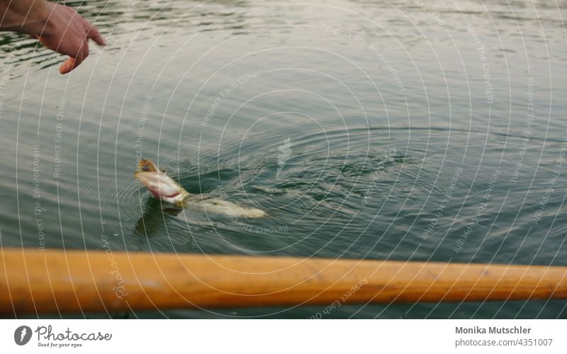 Am Hacken Angeln Fisch Wasser Freizeit & Hobby Außenaufnahme Fischer fangen Fischereiwirtschaft See Fischerboot Angler Fischernetz Seeufer Farbfoto Netz