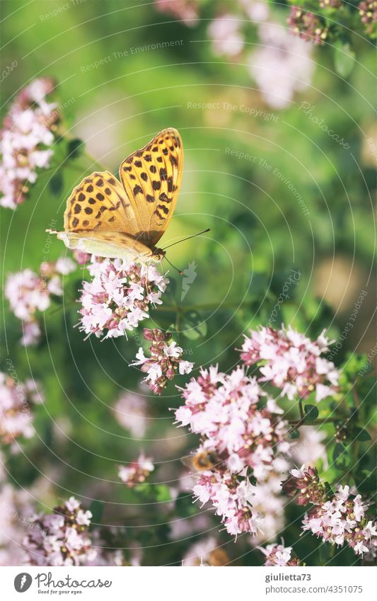 Oranger Schmetterling, Perlmuttfalter sitzt auf rosa Blüten in der Abendsonne Butterfly Nahaufnahme Außenaufnahme Farbfoto Sonnenlicht Fröhlichkeit Glück orange