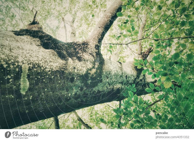 stammbaum stark Baum Wald Baumstamm Umwelt Laubbaum Blatt Stammbaum Baumkrone Baumrinde Zweig grün Blätterdach Ast Froschperspektive